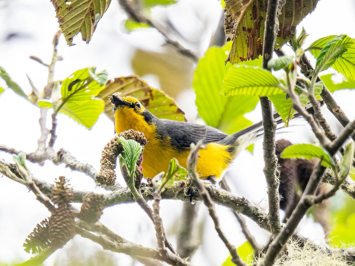 gulbrillehvitstjert - ML646110291