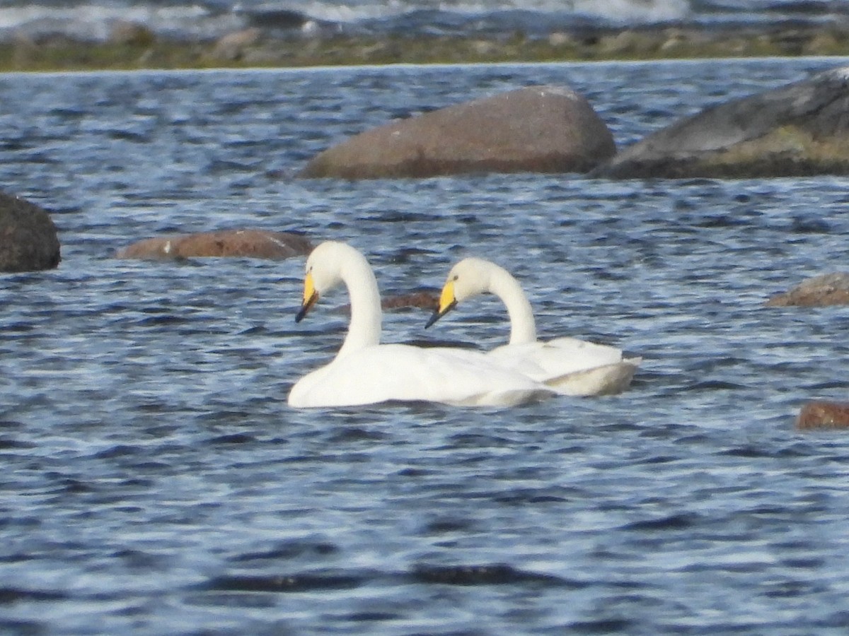 sangsvane - ML646110292