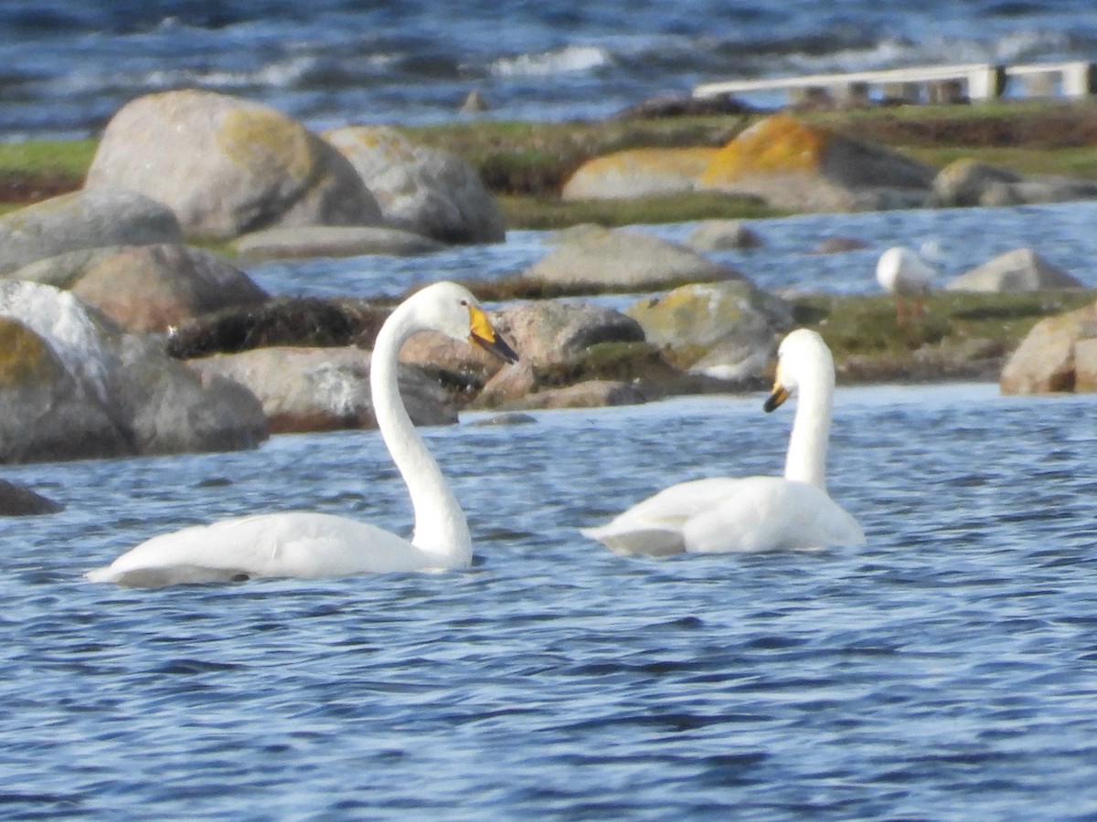 sangsvane - ML646110293