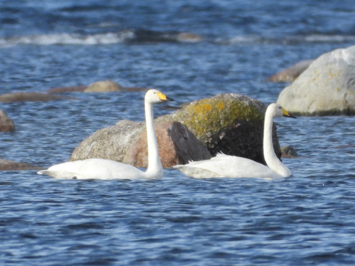 sangsvane - ML646110294