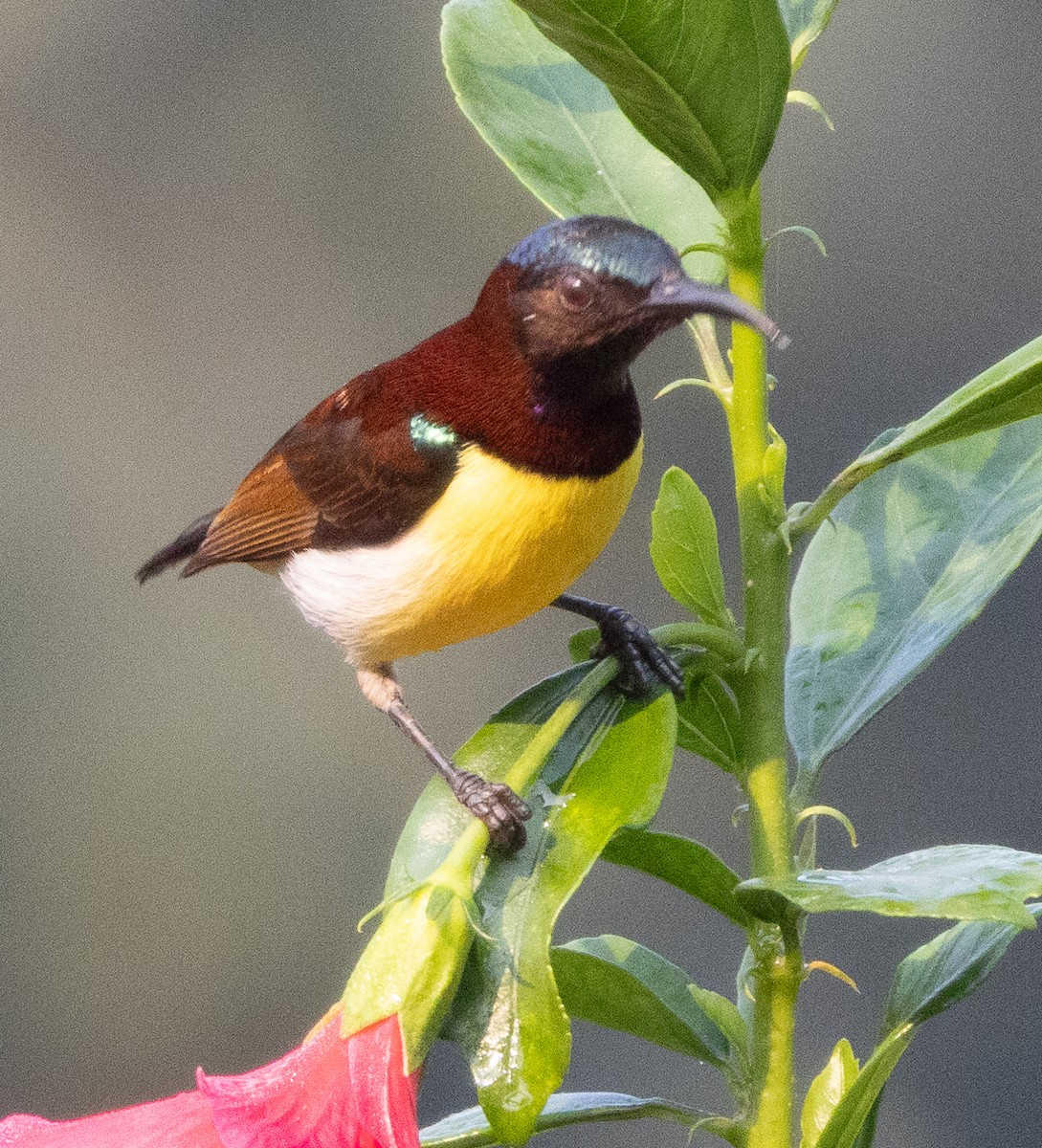 purpurgumpsolfugl - ML646110295