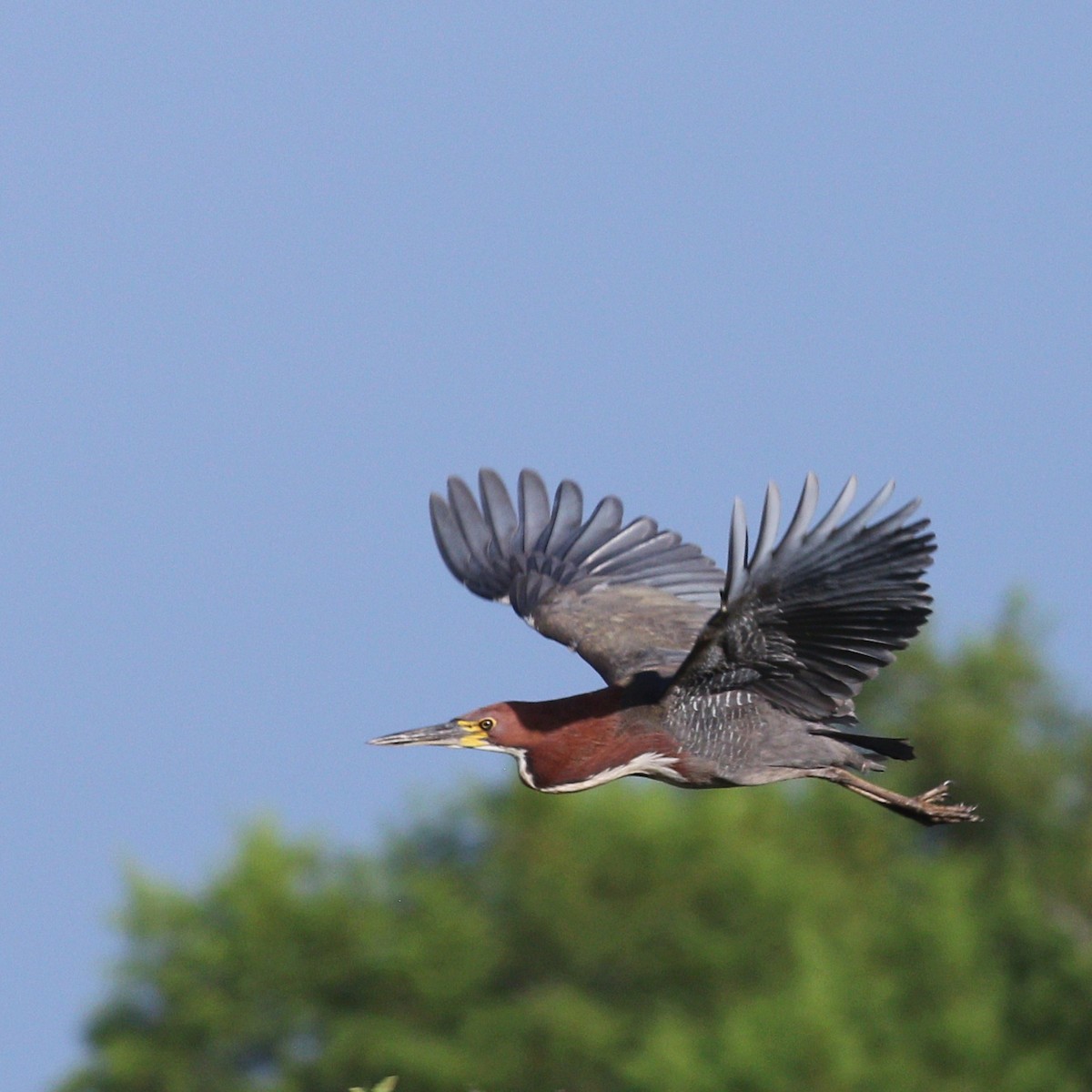 rusttigerhegre - ML646110296