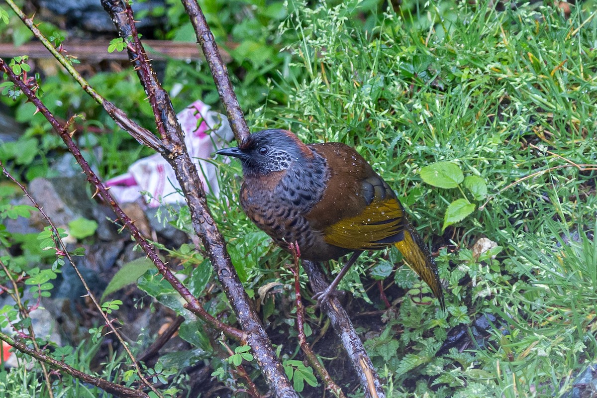 gulvingelattertrost - ML646110301