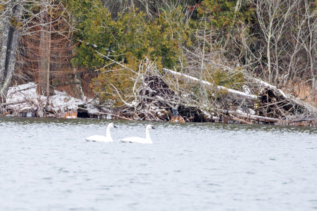 dvergsvane - ML646110304