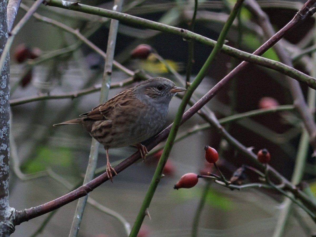 jernspurv - ML646110306