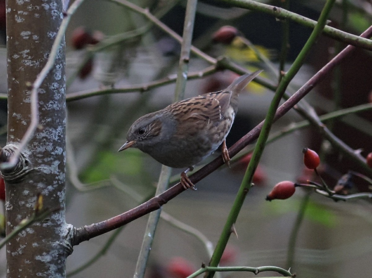 jernspurv - ML646110307