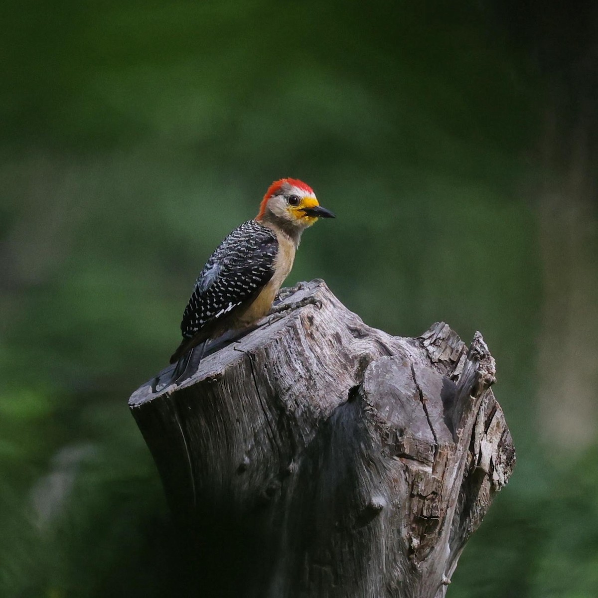 yucatánspett - ML646110308