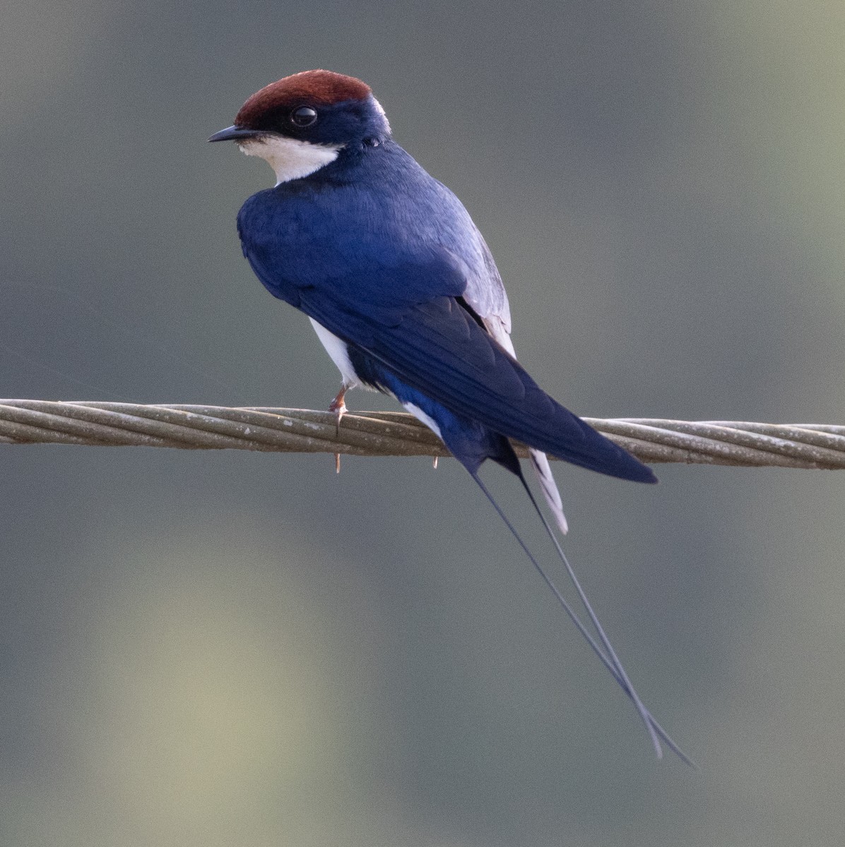 trådstjertsvale - ML646110310