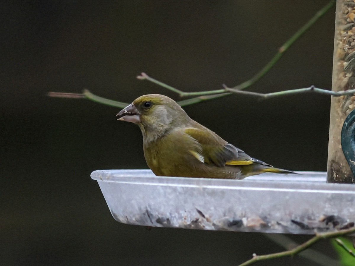 grønnfink - ML646110311