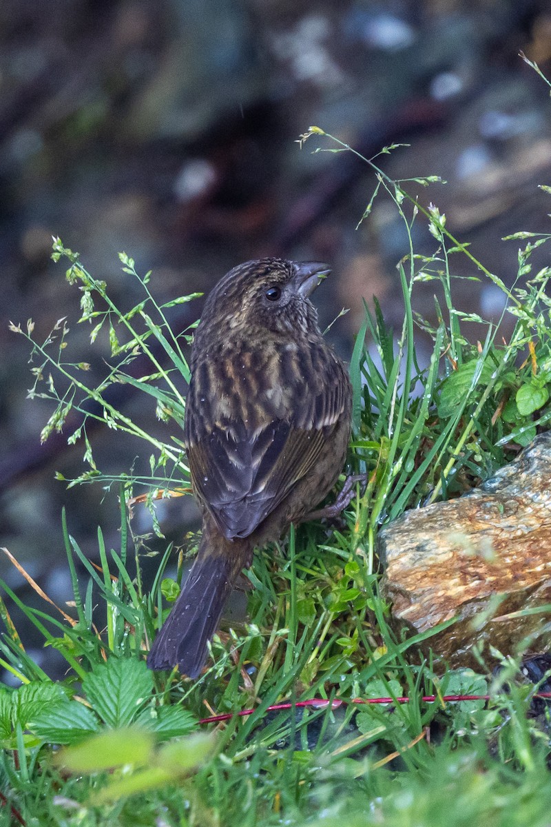 brunrosenfink - ML646110312