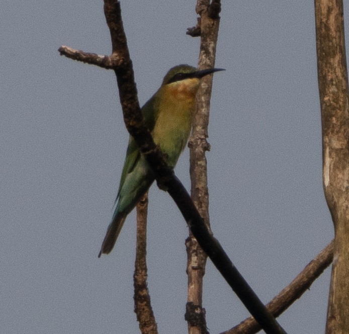 blåstjertbieter - ML646110317