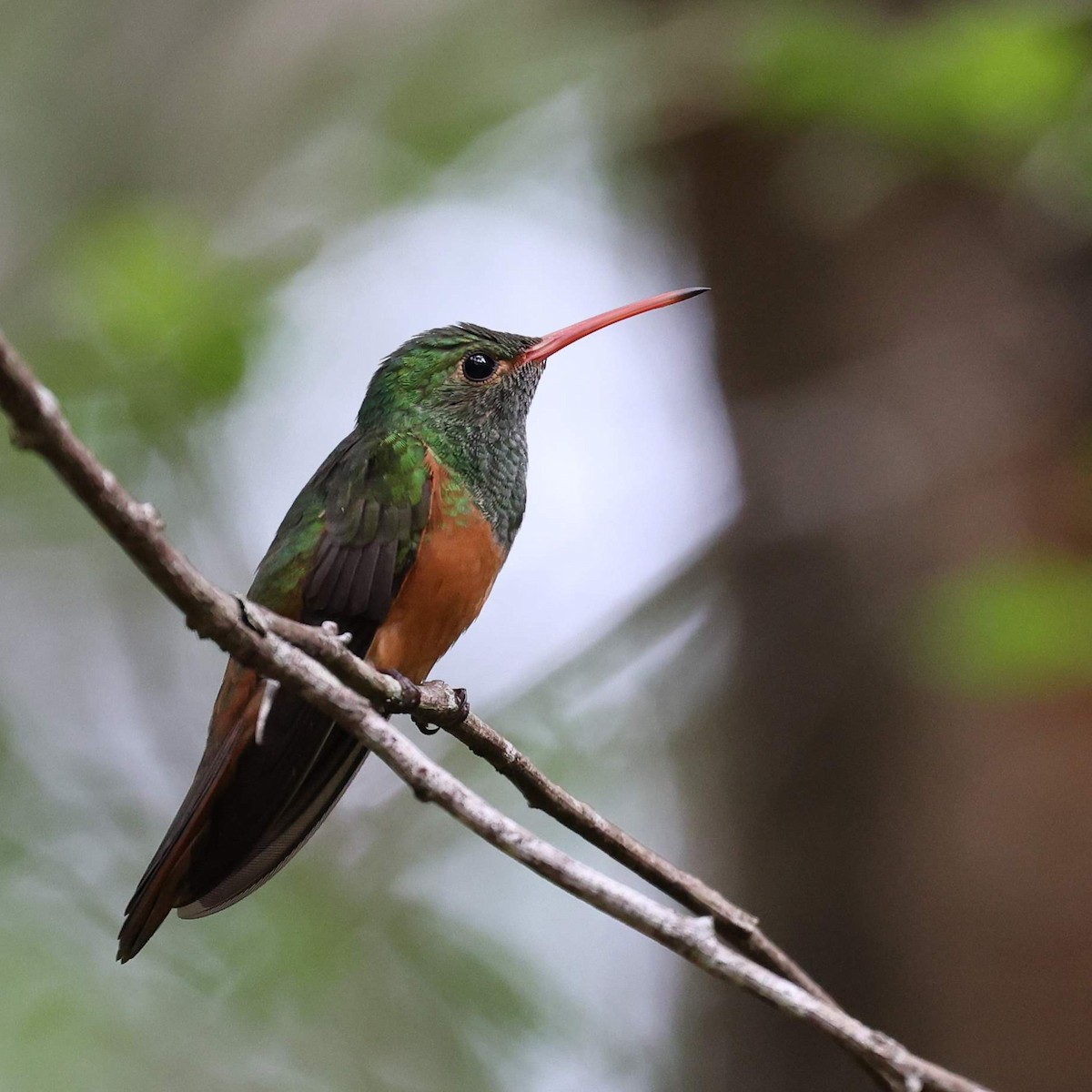 yucatánkolibri (yucatanensis) - ML646110319
