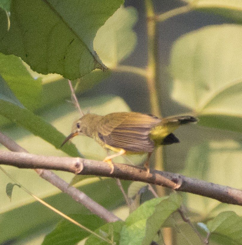 Loten's Sunbird - ML646110321