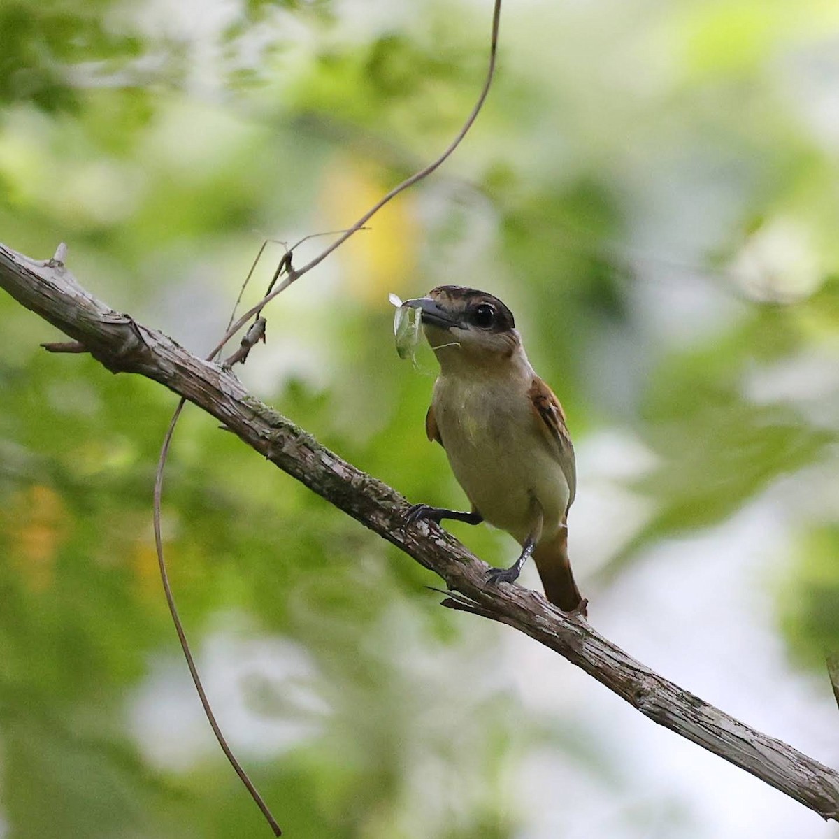 Orta Amerika Bekardı - ML646110323