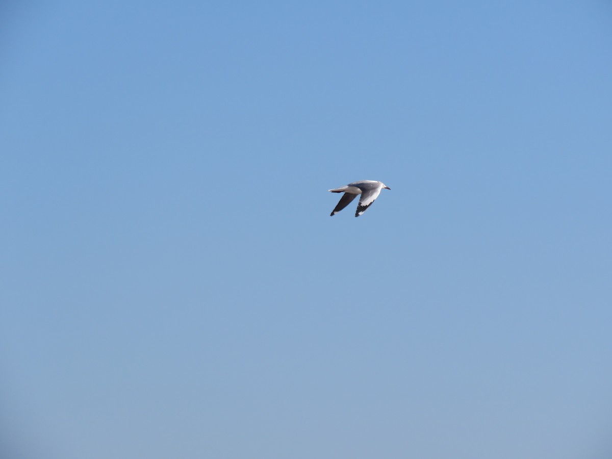 Gray-hooded Gull - ML646110328