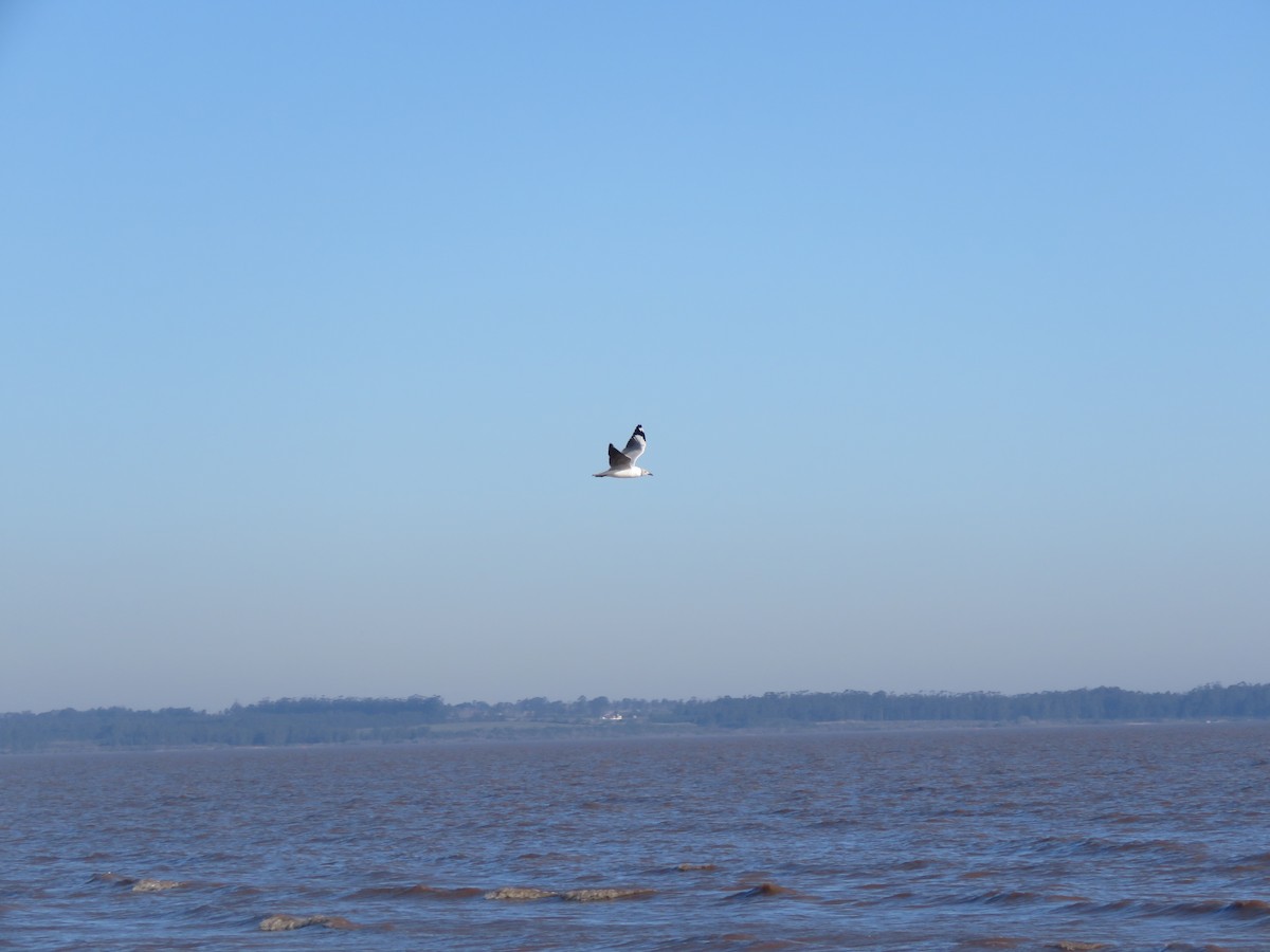 Gray-hooded Gull - ML646110329