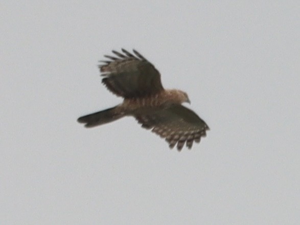 Jerdon's Baza - ML646110332