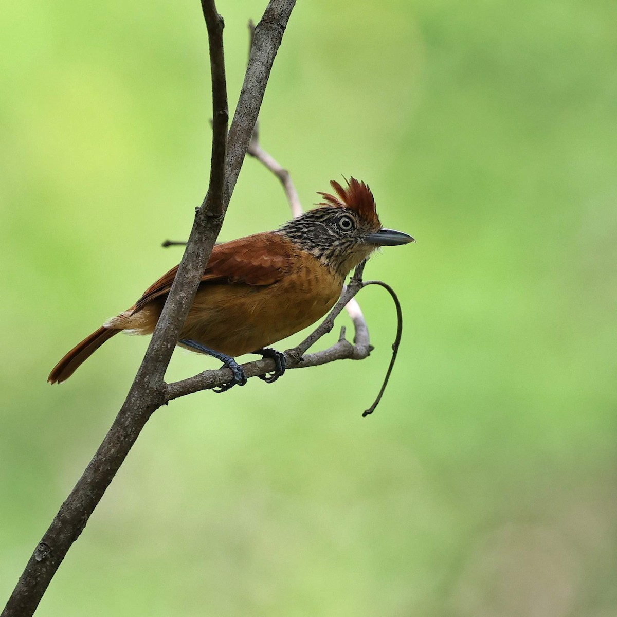 Bindenameisenwürger [doliatus-Gruppe] - ML646110350