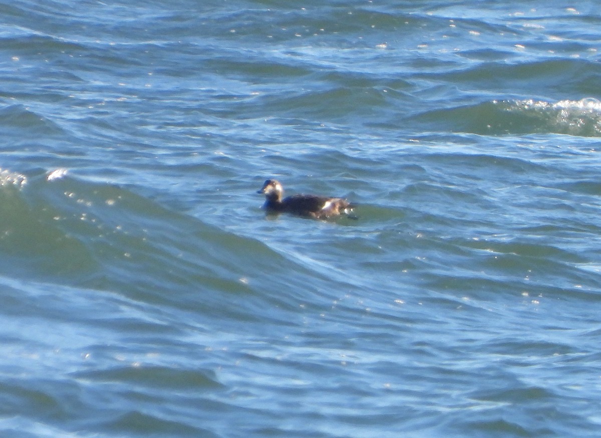 White-winged Scoter - ML646110354