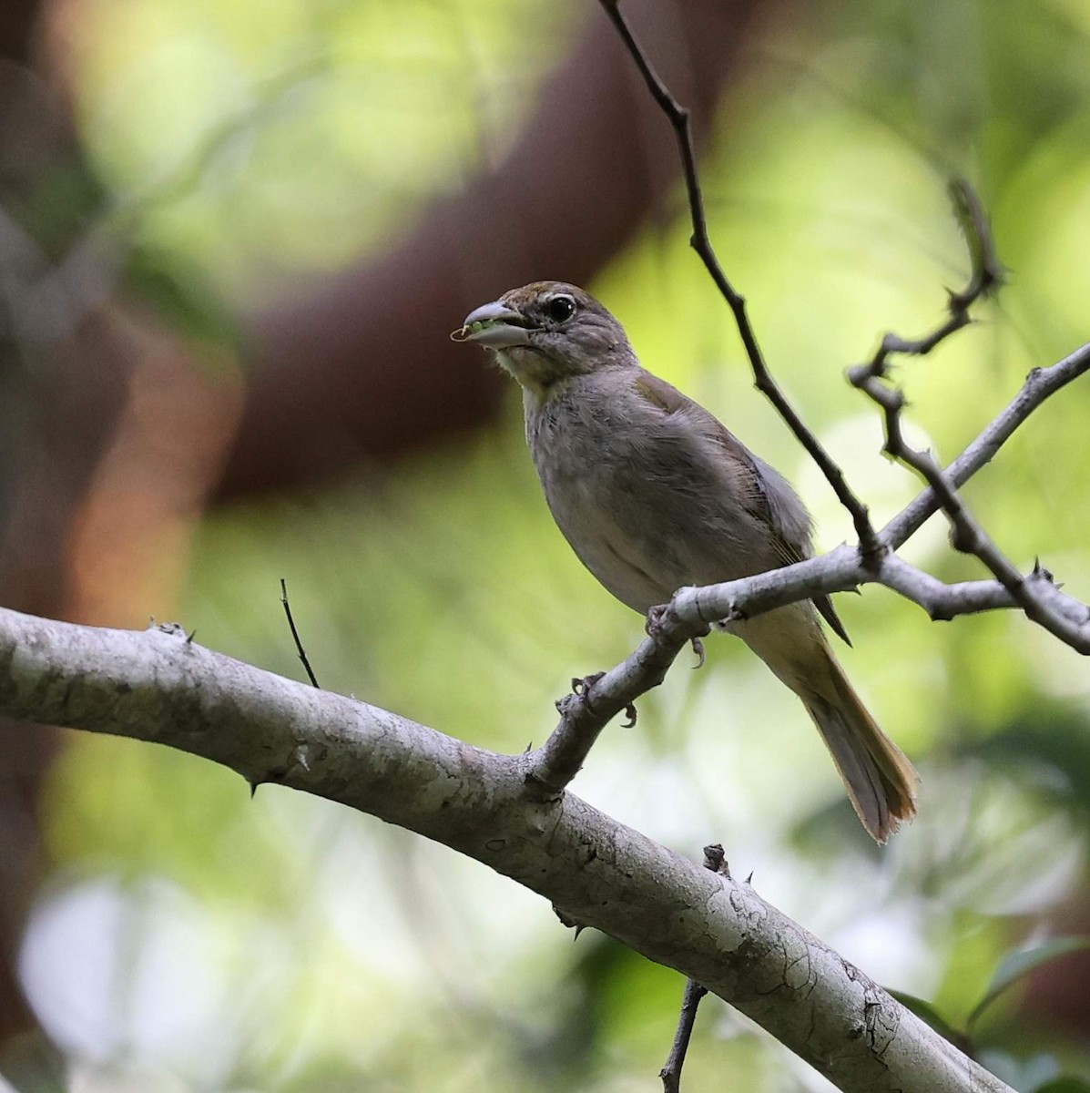 Rose-throated Tanager - ML646110359