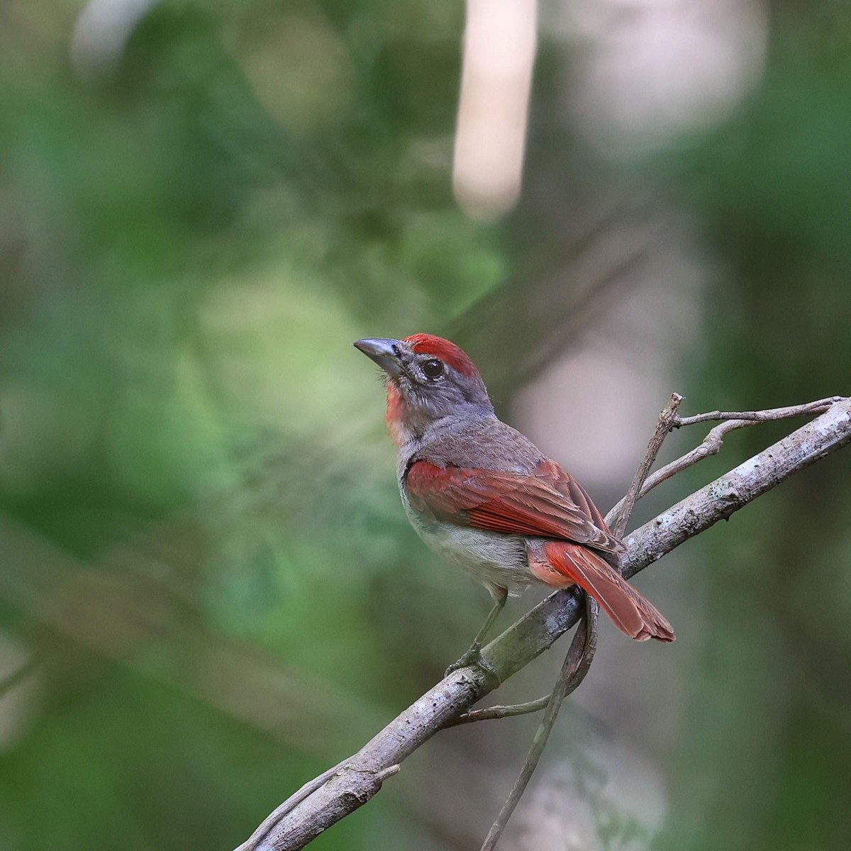 Rose-throated Tanager - ML646110360