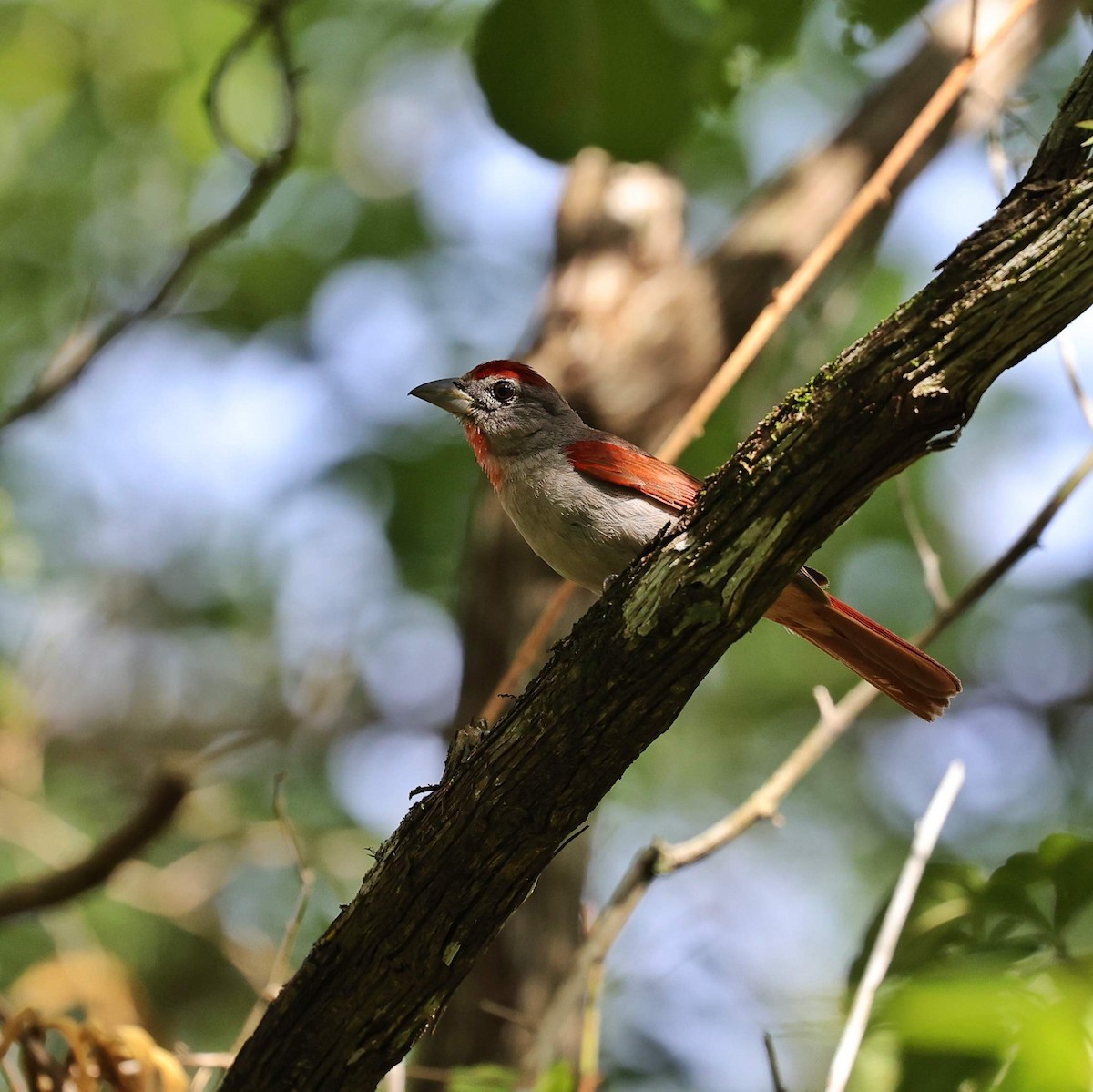 Rose-throated Tanager - ML646110368