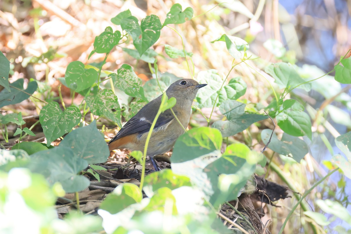 חכלילית סיבירית - ML646110369