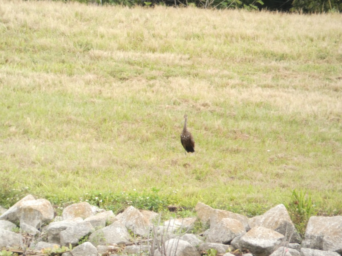 Limpkin - ML646110381