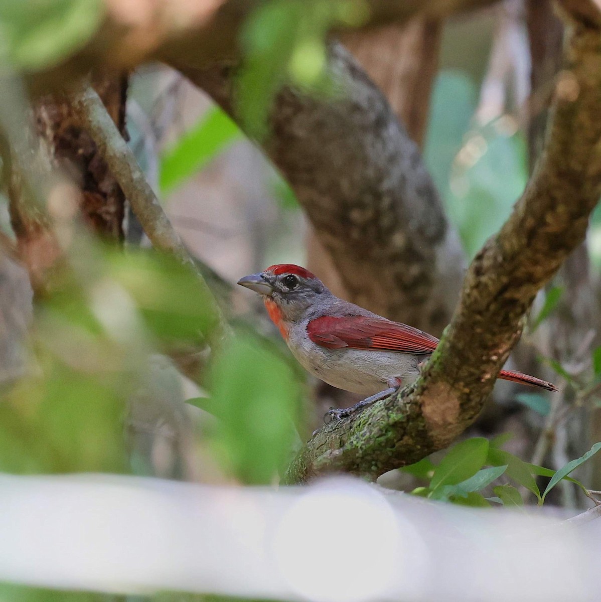 Rose-throated Tanager - ML646110383