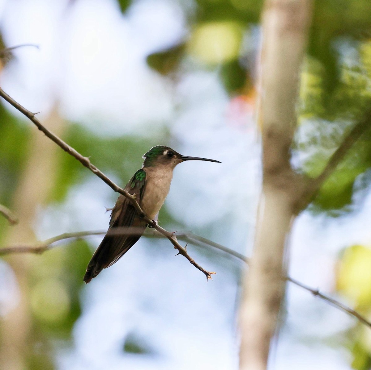 Wedge-tailed Sabrewing - ML646110388