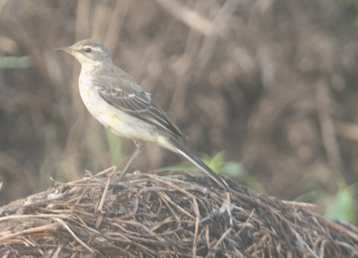 Cutrettola (flava/beema) - ML646110397