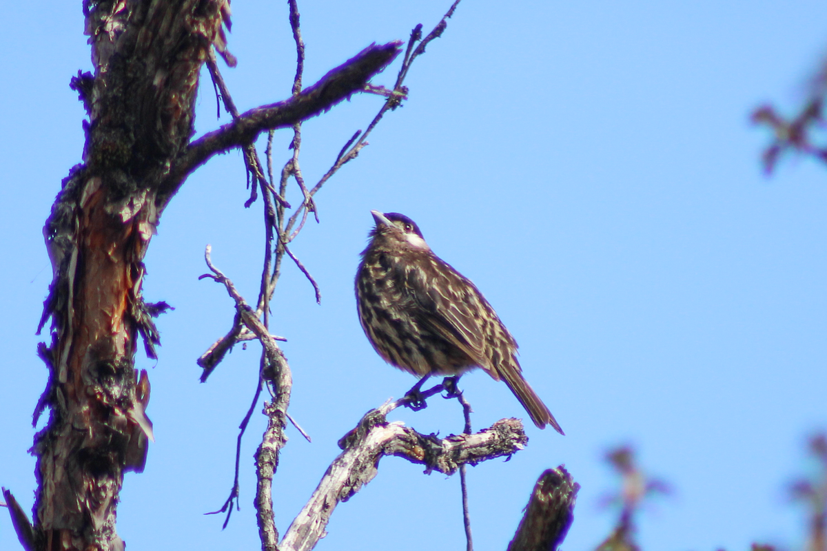White-cheeked Cotinga - ML646110401