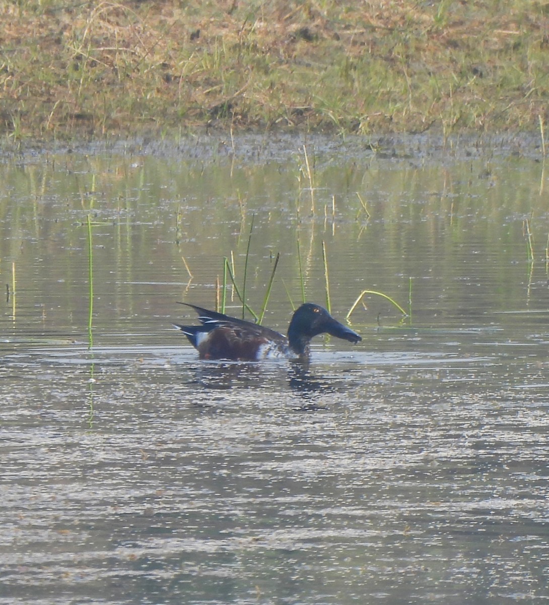 Northern Shoveler - ML646110404