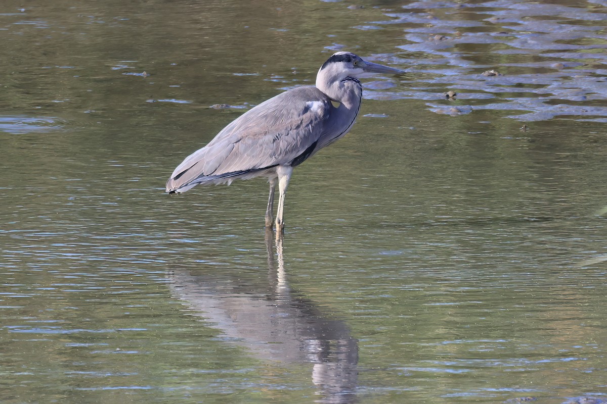 Gray Heron - ML646110406