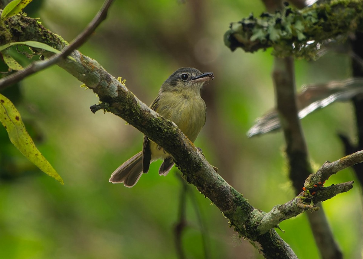 Yellow-olive Flatbill - ML646110411
