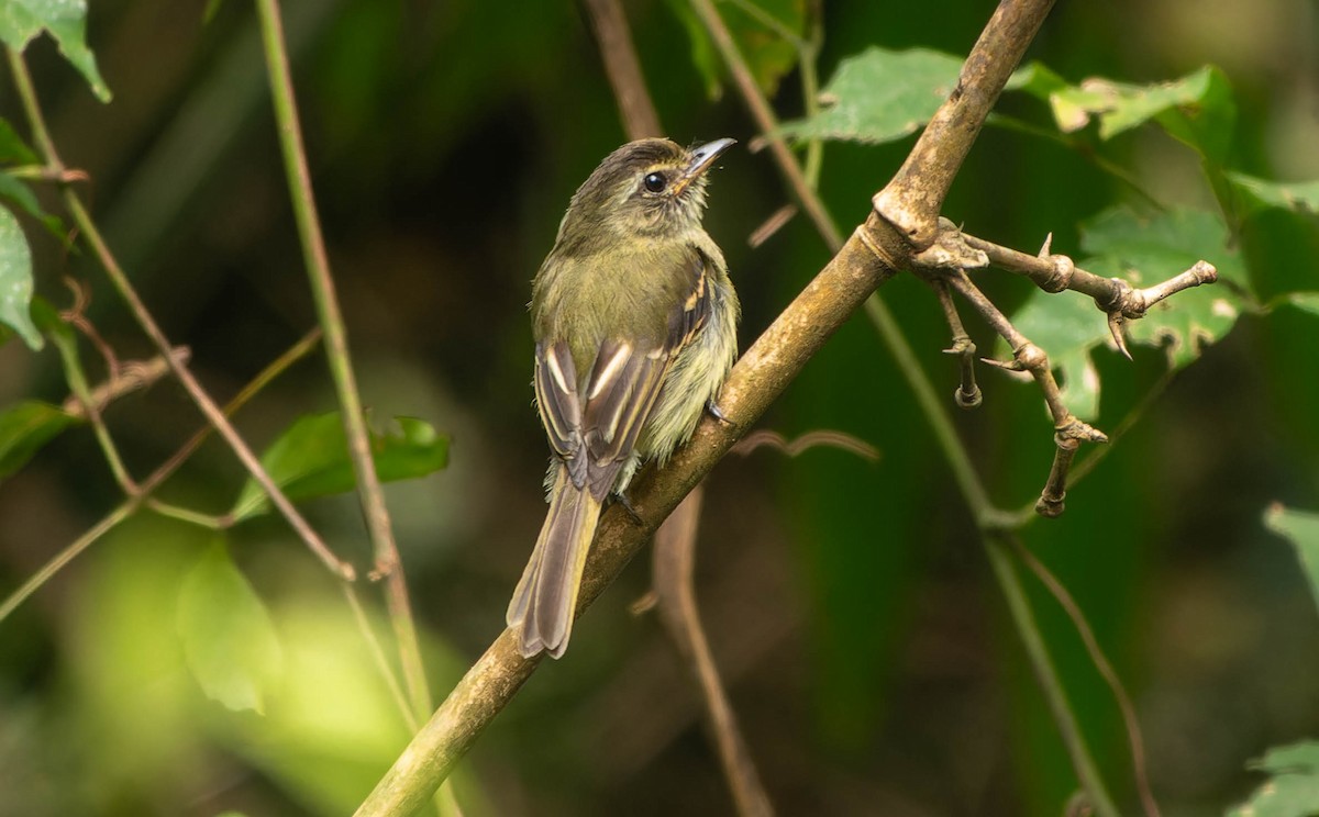 Yellow-olive Flatbill - ML646110412