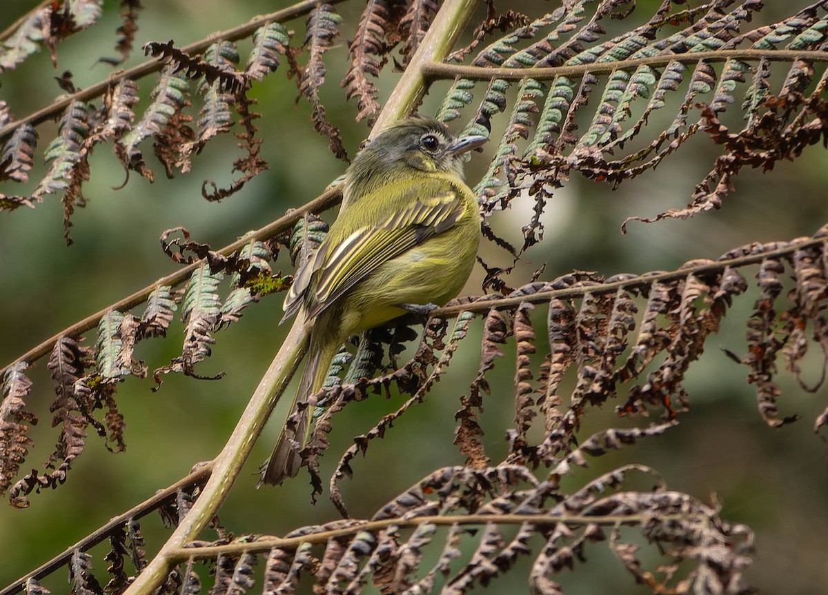 Yellow-olive Flatbill - ML646110413