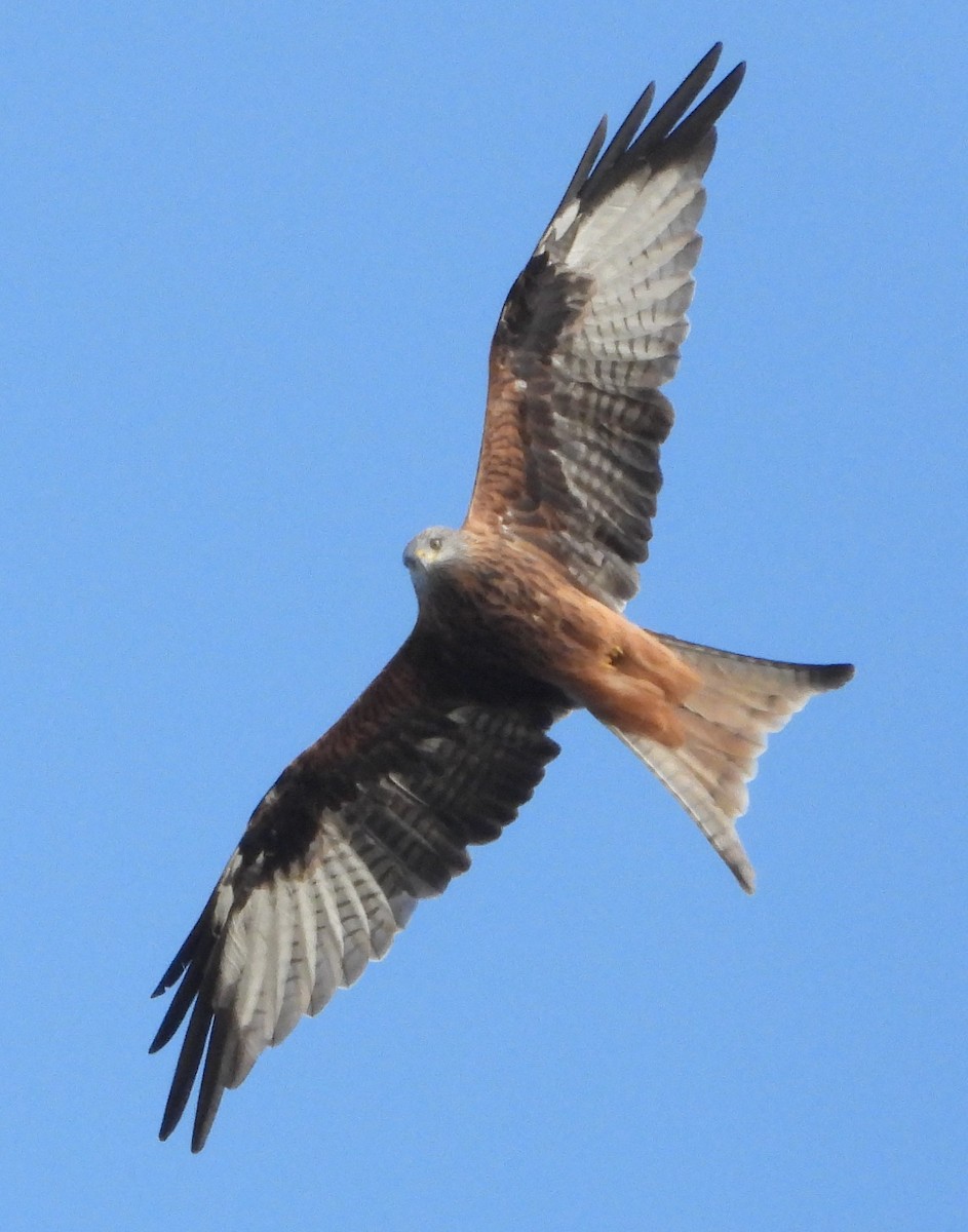 Red Kite - ML646110414