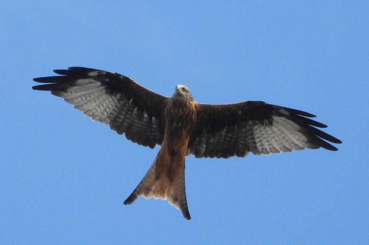 Red Kite - ML646110415