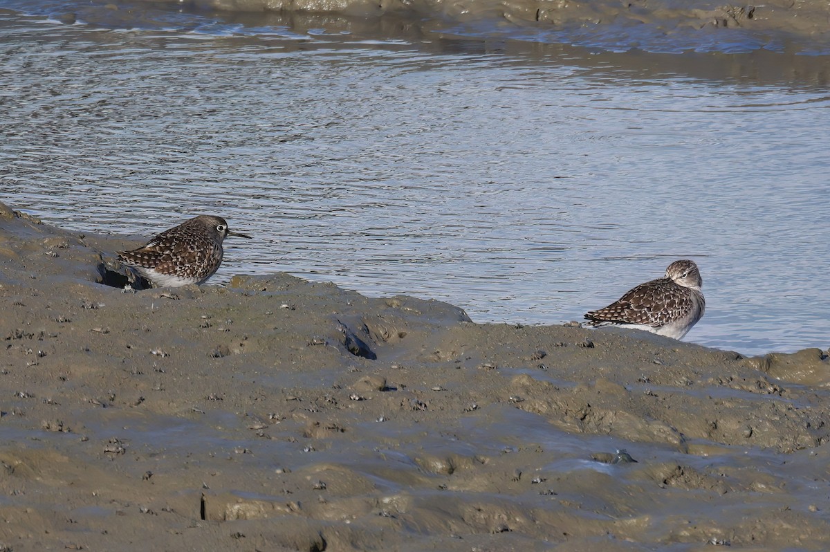 Wood Sandpiper - ML646110416