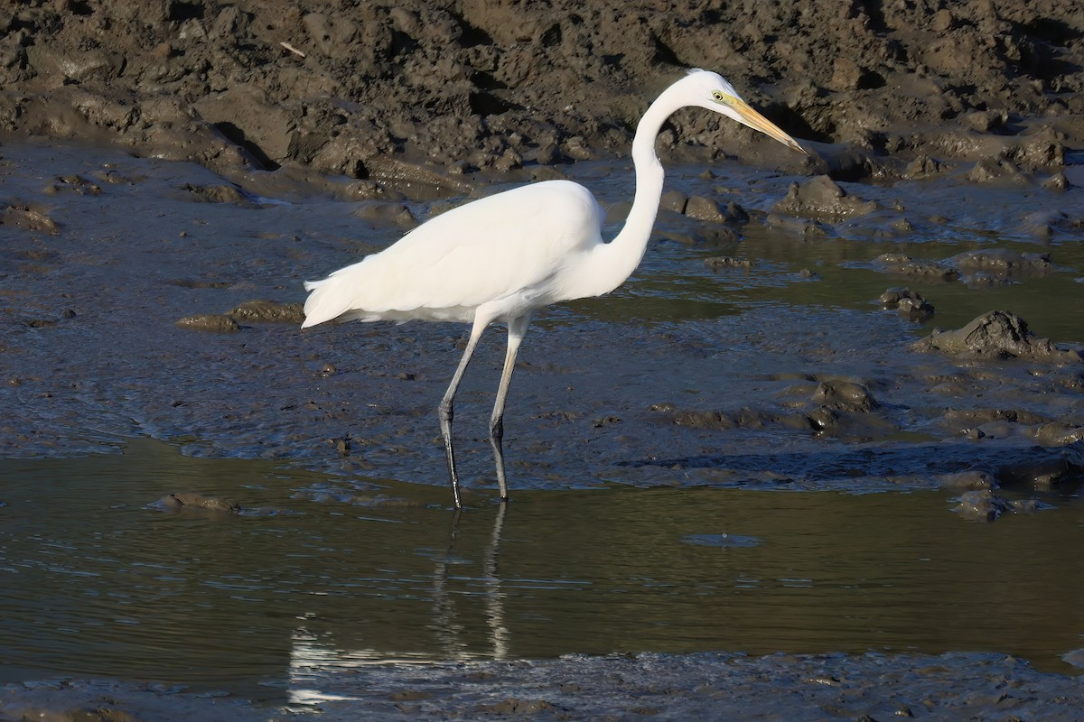 Great Egret - ML646110418