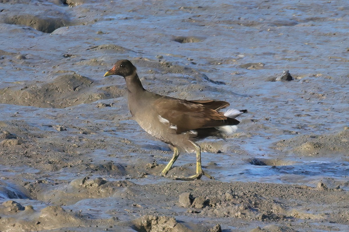 Eurasian Moorhen - ML646110421