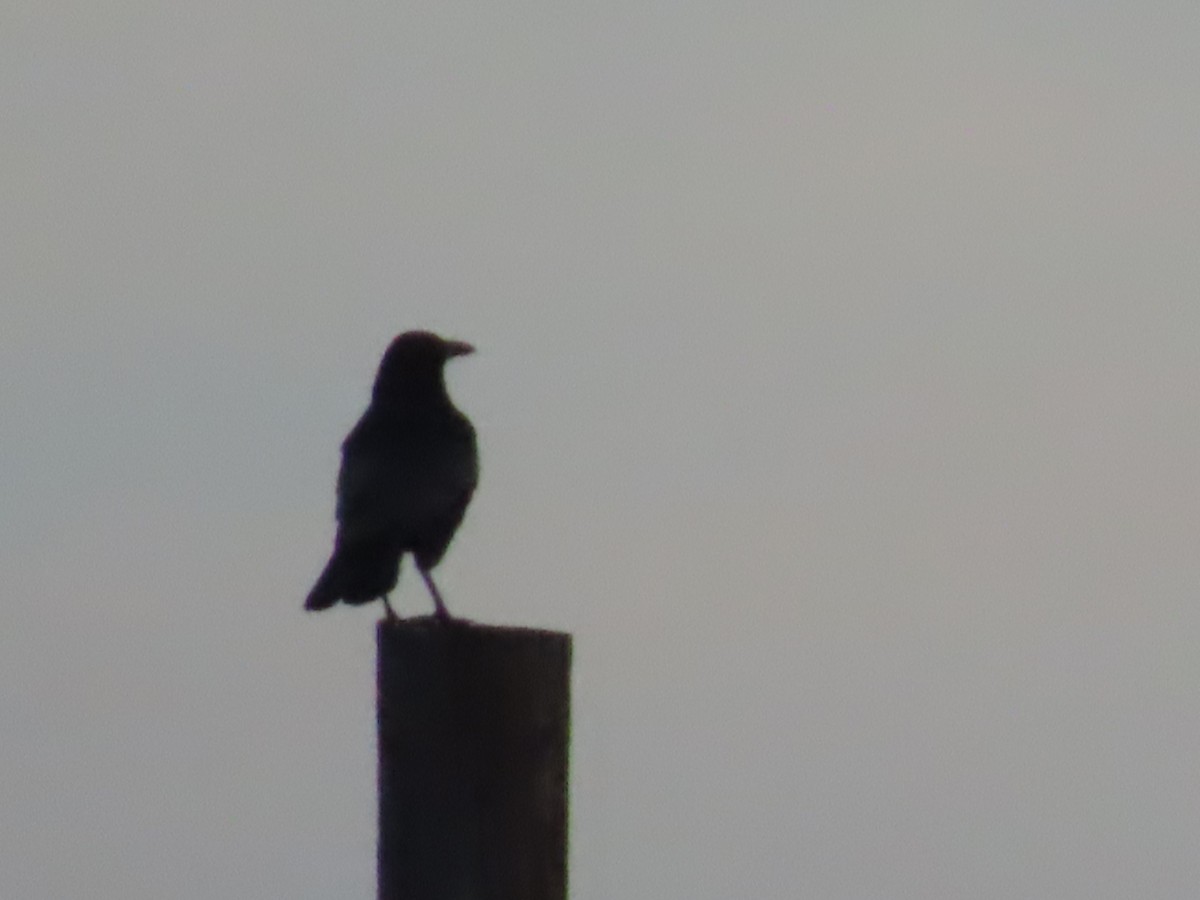 American Crow - ML646110423