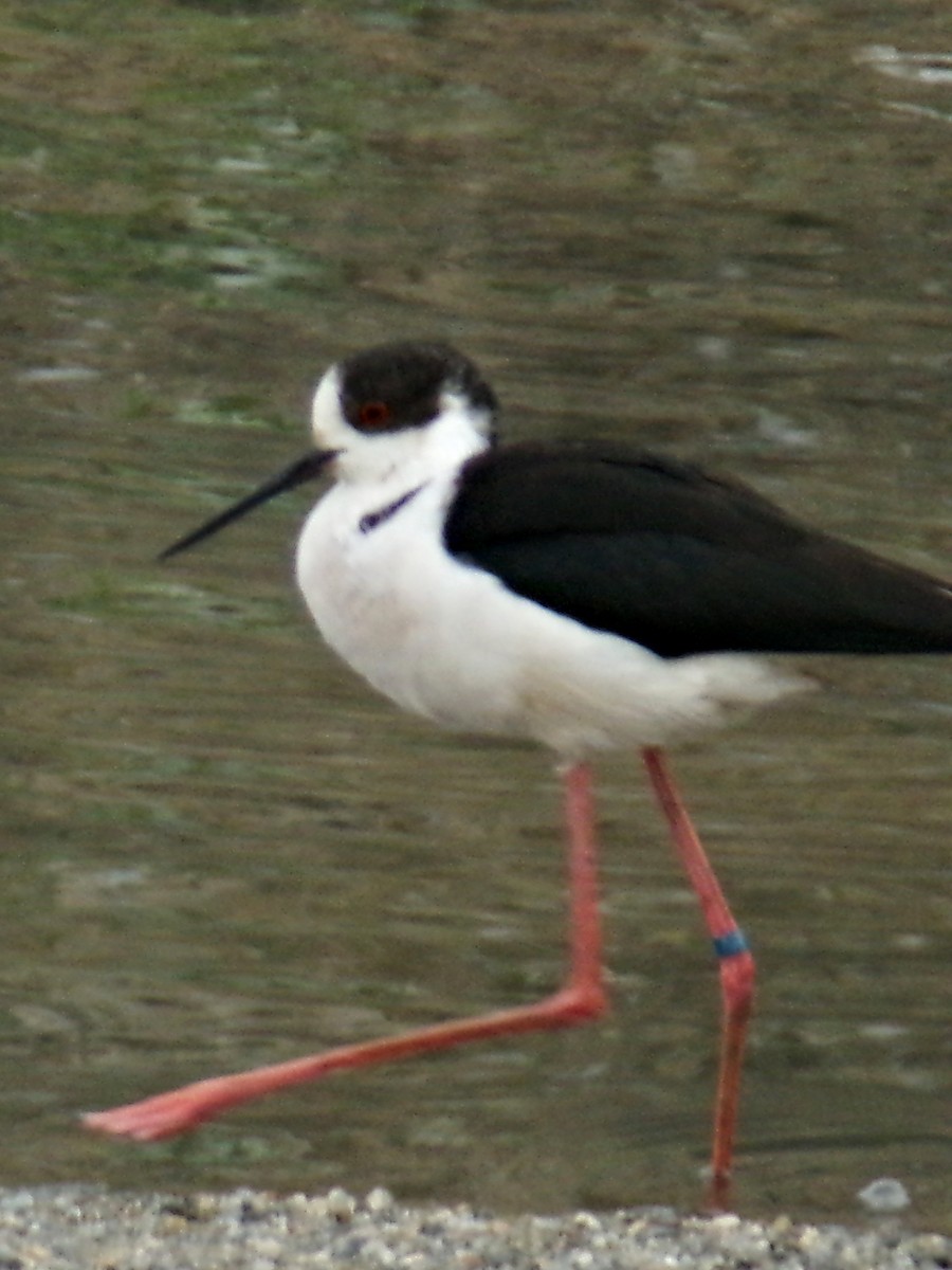 Black-winged Stilt - ML646110424