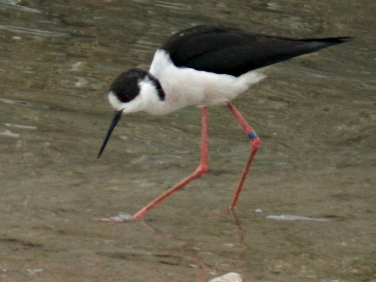 Black-winged Stilt - ML646110425