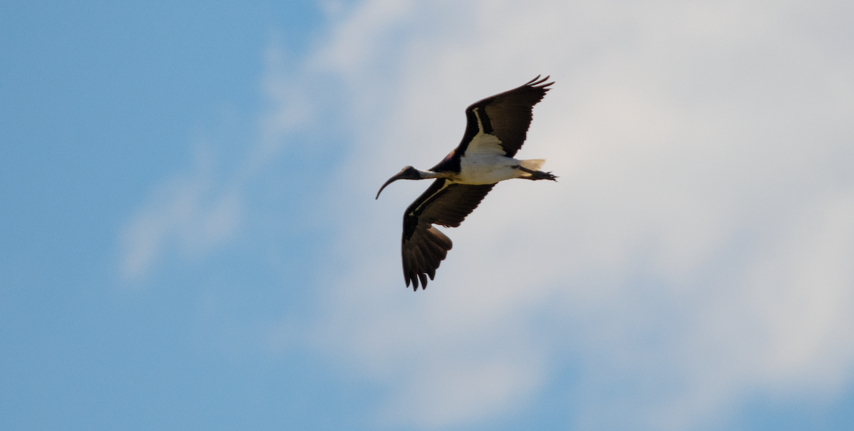 Straw-necked Ibis - ML646110428