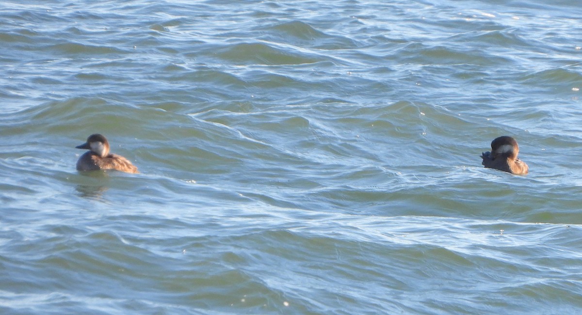 Black Scoter - ML646110429