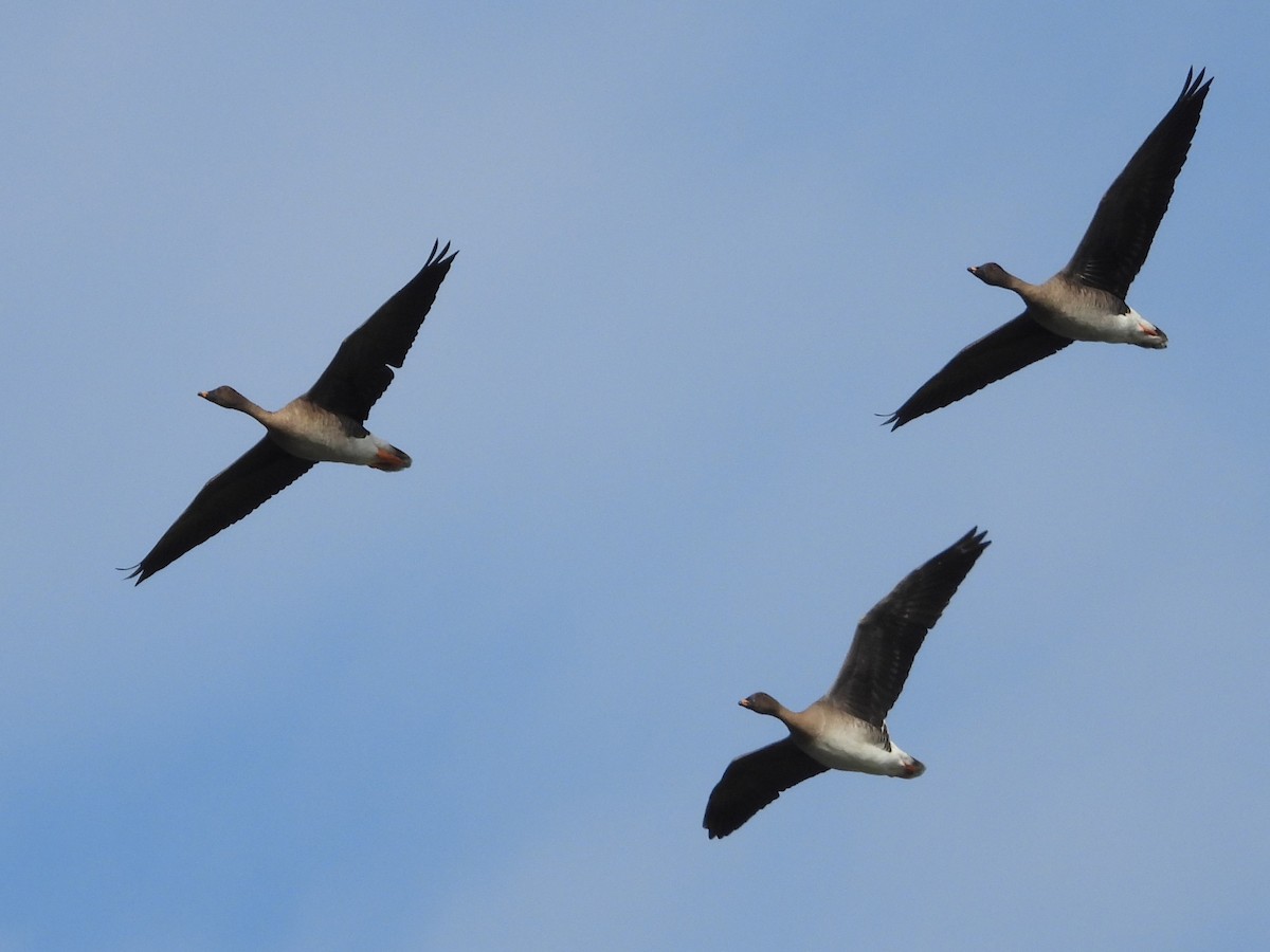 Tundra Bean-Goose - ML646110430