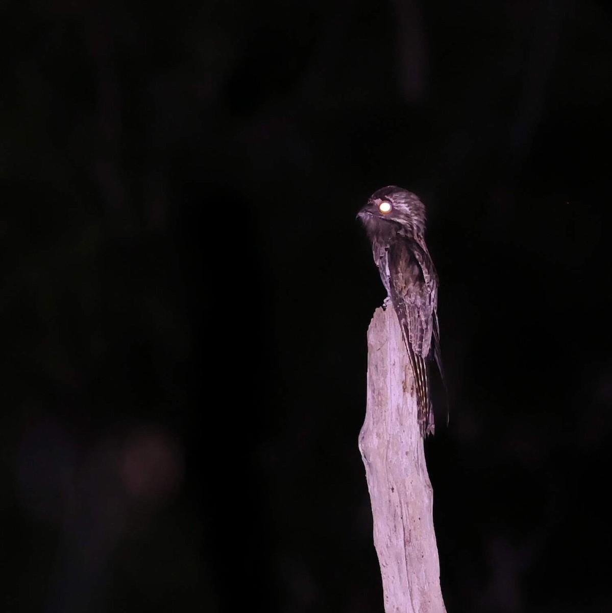 Northern Potoo - ML646110432