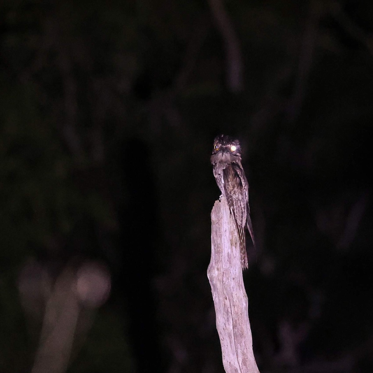 Northern Potoo - ML646110433